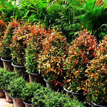 Customized Size Indoor Potted Plants Decoration Landscaping Multicolor