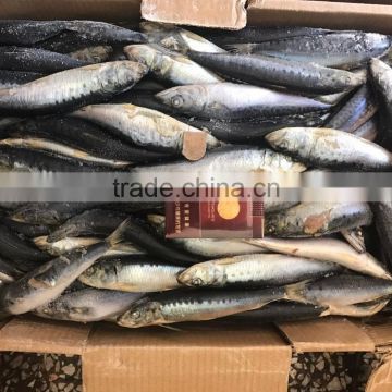 wholesale small size frozen sardine/European pilchard