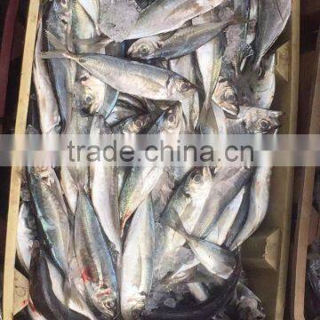 Horse mackerel 20cm+