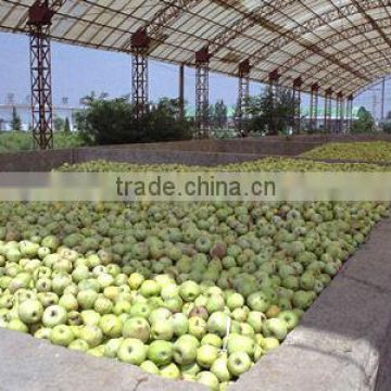 Apple Pear processing line