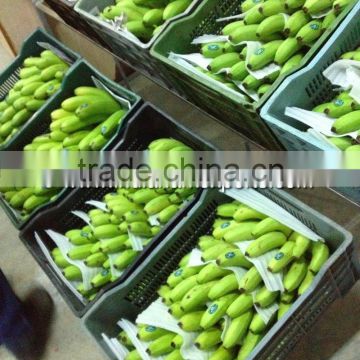 Cavendish Banana market prices - Kuwait market