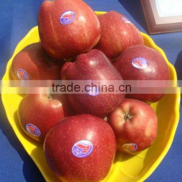 2012 New Crop Huaniu Apple