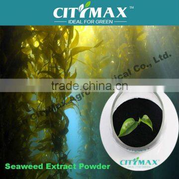 buy seaweed fertilizer 100% soluble