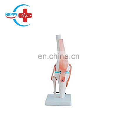 HC-S222 Natural Size Knee Joint Model/Knee Skeleton Model/Plastic Knee Anatomy Model