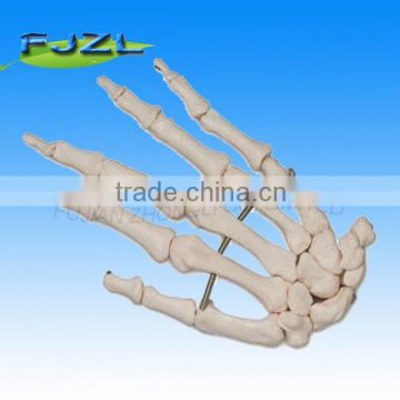 Life-size Anatomical Skeleton Hand, Hand education bones