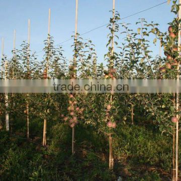 agriculture bamboo poles