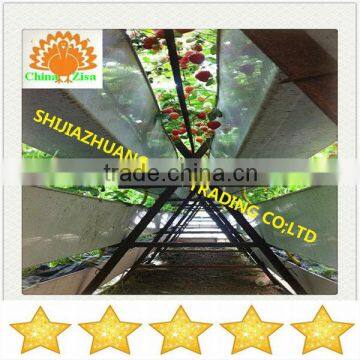 vegetables soilless cultivation growing tray