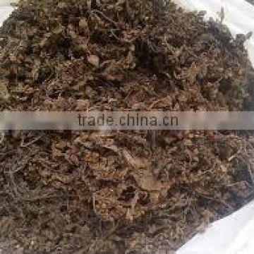HIGH QUALITY SARGASSUM SEAWEED BEST PRICE FOR NOW !