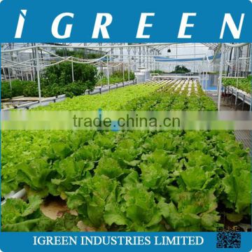 Economical NFT hydroponic lettuce plastic film greenhouse