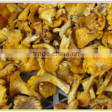 cantharellus cibarius mushroom