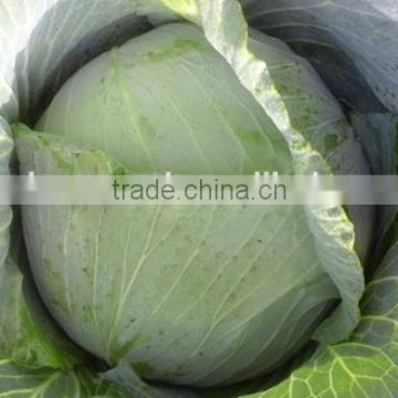 MC051 Minxia early maturity hybrid cabbage seeds, chinese cabbage seeds price