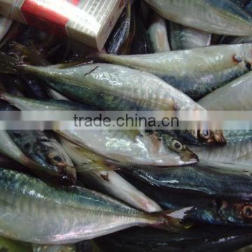 frozen horse mackerel exporters in China for sale