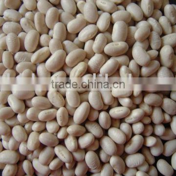 Organic white kidney bean
