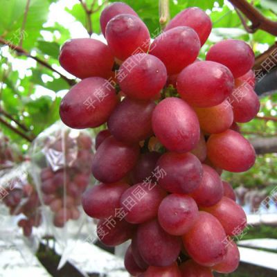 Crimson Seedless grape seedless fresh fruit