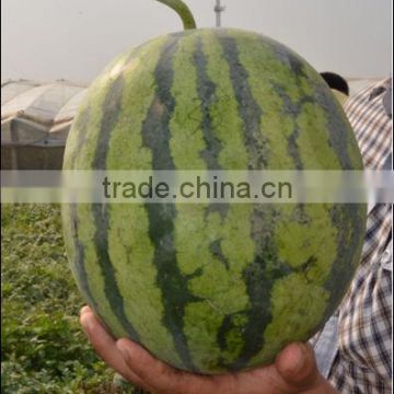 HY high round and middle maturity watermelon seed for sale