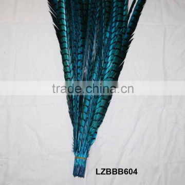 Turquoise Lady Amherst Pheasant tail feathers LZBBB604