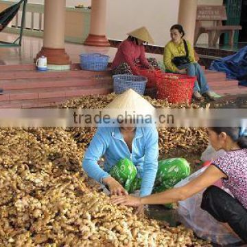 Vietnamese wholesale fresh mature ginger