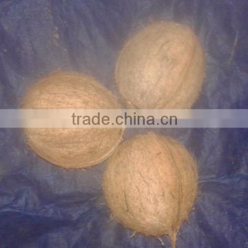 Indian Coconuts From TamilNadu