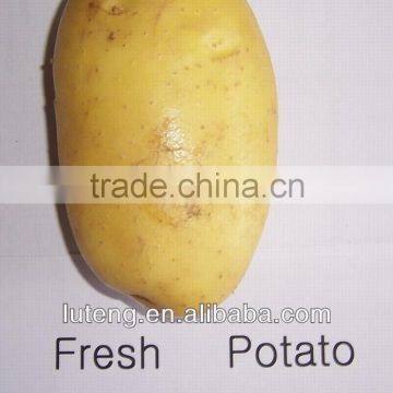 chinese potatoes with best price