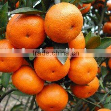 Supply New Fresh Orange
