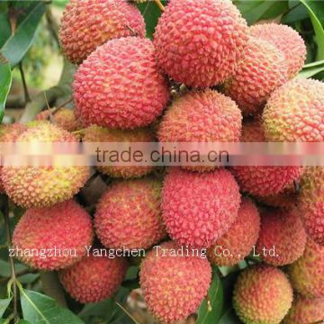 wholesale price canned litchi fruits