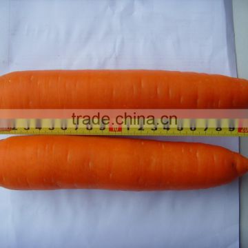 High quality Fresh Carrot for sale
