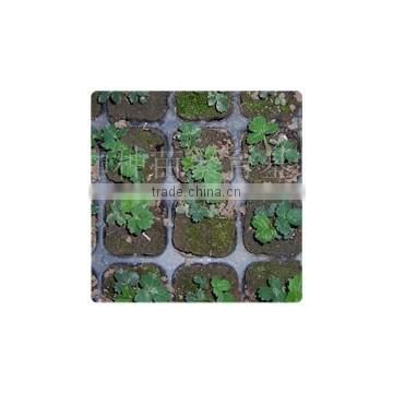 128 cell PS seed tray, 53*28cm, 43mm depth for agriculture