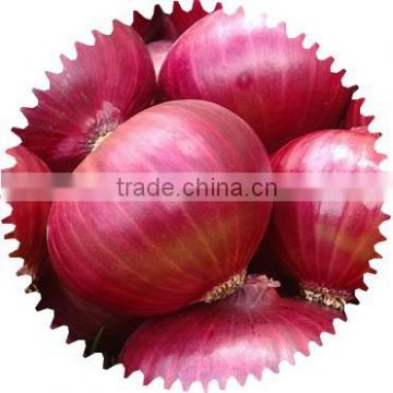 Fresh Pakistani Onion Crop