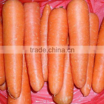 2014 china carrot S 80-150g