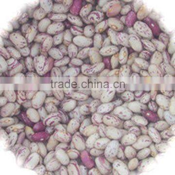 JSX Pure light speckled kidney bean free sample export LSKB