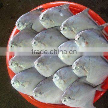 Frozen White Pomfret