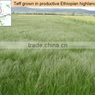 Organic Teff Grain From Ethiopia