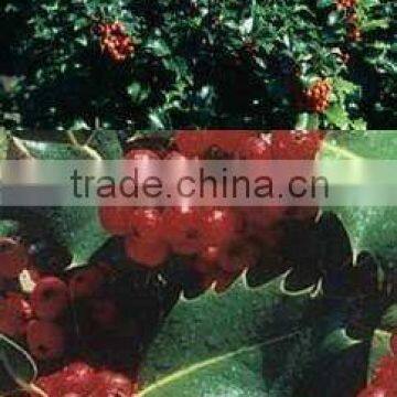 Ilex a. J.C. van Tol plant