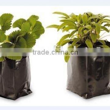 Anti-UV poly growing bags with drain holes