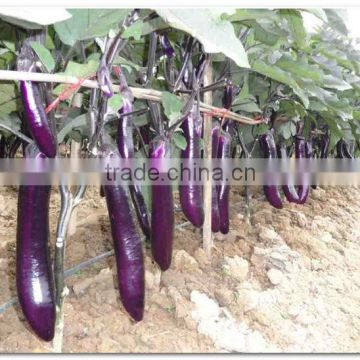 Hybrid F1 Purple Red Eggplant Seed For Sale-Purple Red Jade