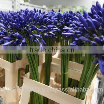 Agapanthus