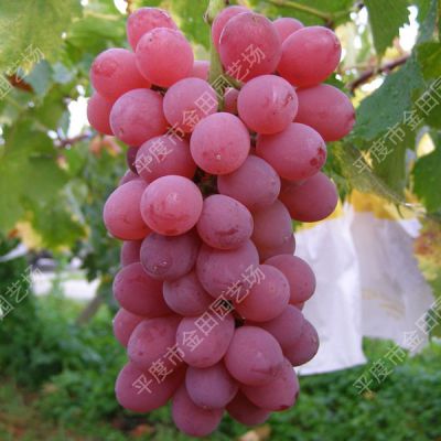 Red sweet Chinese red rose Grape seedling grape vines