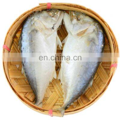 IQF indian mackerel frozen indian mackerel fish Rastrelliger kanagurta