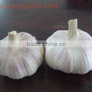 normal white fresh garlic