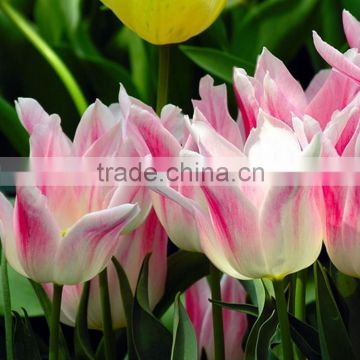 Professional supply tulip flower rainbow color fresh cut flowers From Kunming,China