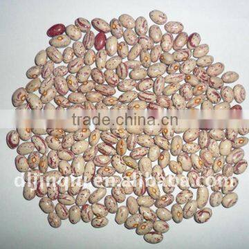 light speckled kidney beans xinjiang origin