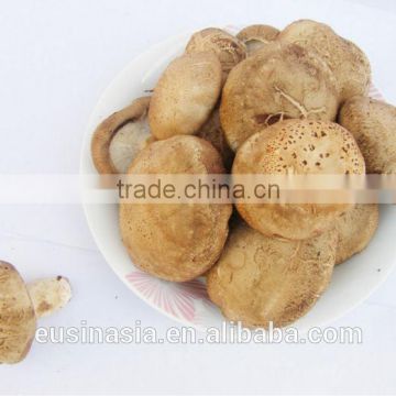 best quality strictly slected shiitake