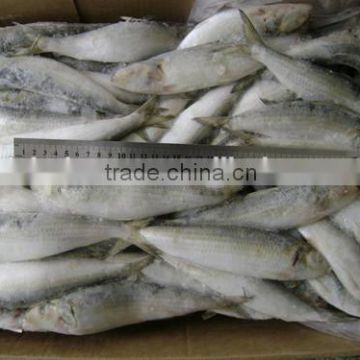 Frozen Seafood sardine factory Fish To Supply