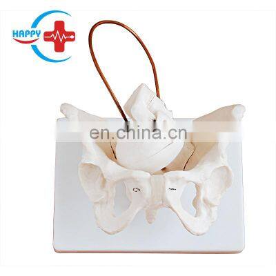 HC-S229 Obstetrics & Gynecology Medical Training Model  Female pelvis with fetal skull model for sale