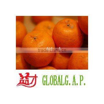 Honey mandarin( mandarin orange,Chinese mandarin,L-001)