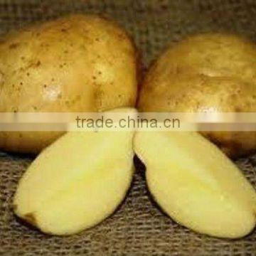 HOT SALE 4-9CM GAP New Crop Atlantic Potatoes