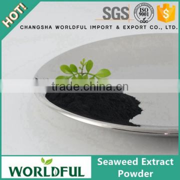 100% water soluble organic seaweed extract powder with rich organic matter