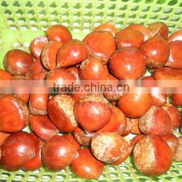 Fresh Chinese Dandong chestnut