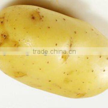 2015 new crop fresh potato&price of fresh potato