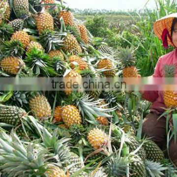 SUPPLY FRESH PINEAPPLE FROM VIET NAM WITH HIGH QUALITY for EXPORT IN NEW CROP 2016